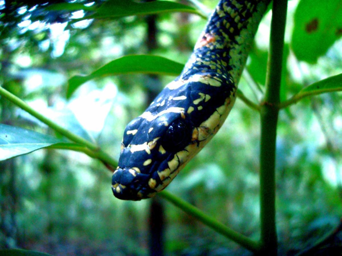 Rainforest River Bay Deniyaya Kültér fotó