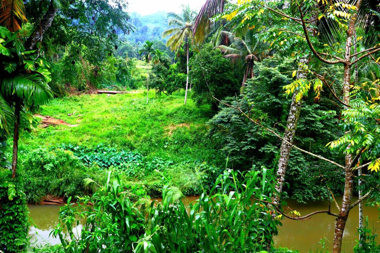 Rainforest River Bay Deniyaya Kültér fotó